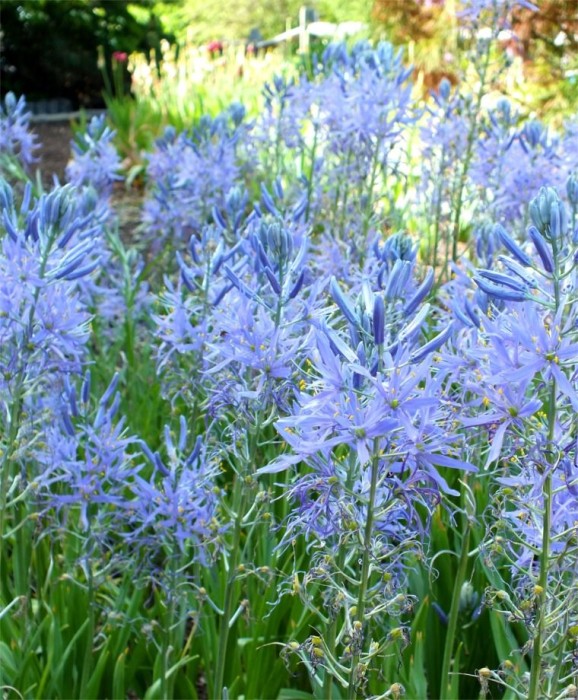 cusickii  9.jpg
