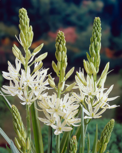 Camassia leichtlinii 'Silk River'.png