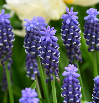 Muscari Night Eyes.png