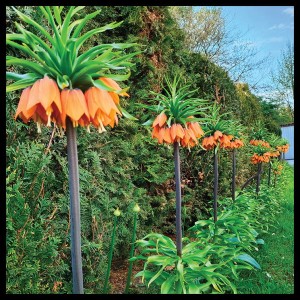 Orange Beauty.jpg