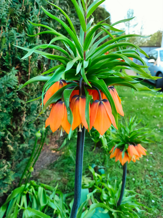 Orange Beauty 2.png