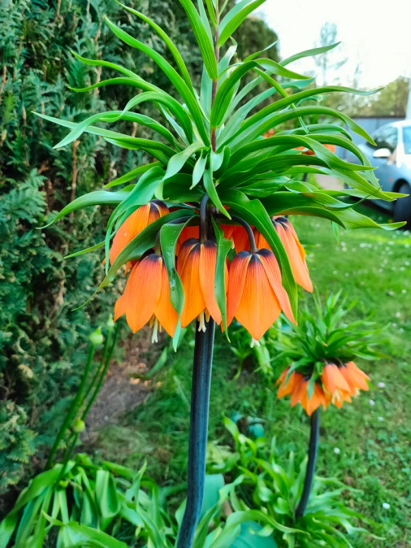 Orange Beauty 2.png