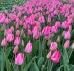 Gratitude 2.jpg