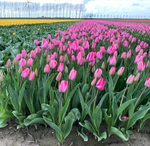 Tulipan Darwina XXL 'Gratitude' - cebulki (15/+) - 3szt. 