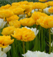Yellow Pomponette 2.png