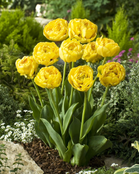 YELLOW POMPONETTE.png