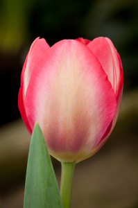 Tulipan Darwina XXL 'Van Eijk' - cebulki (12/+) - 5szt. 