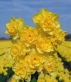 Yellow Paradise.png