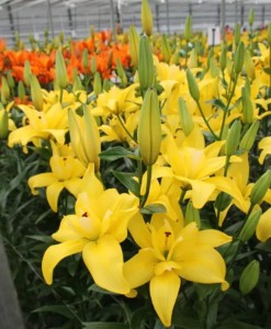 Lilia pełna Azjatycka 'Luna Crosscourt' (18/20)