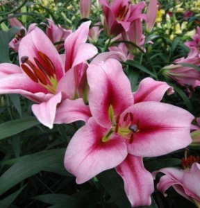 Lilia Drzewiasta 'Marriott' (24/+)