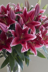 Lilia Orientalna 'Chartwell' (16/18)