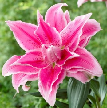 Melissa roselily2.jpeg