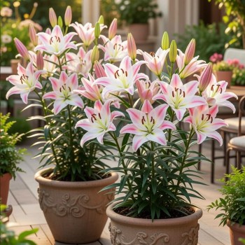 Sugar love-lilium.jpg