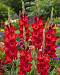 Amiga_Gladioli_2.jpeg