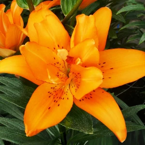 Lilia pełna Azjatycka 'Double Princess' (18/20)