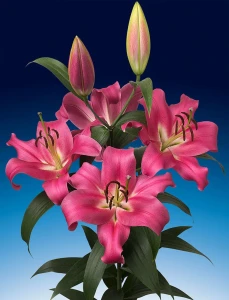 Lilia Drzewiasta 'Fedora' (20/22)