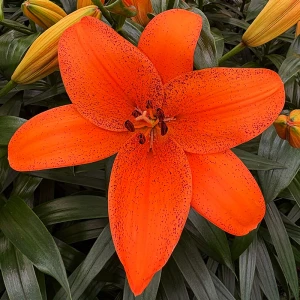 Lilia TA Hybrid ‘Foxley’ (18/20)