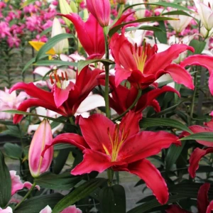 Lilia Orientalna 'Rosenka' (20/22)