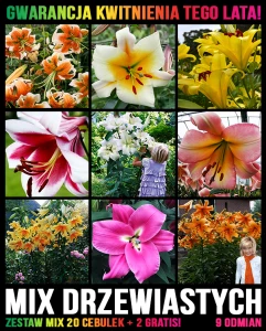 MIX 20 sztuk DRZEWIASTYCH lilii + 2 GRATIS