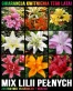Mix lili pełnych 2026.jpg