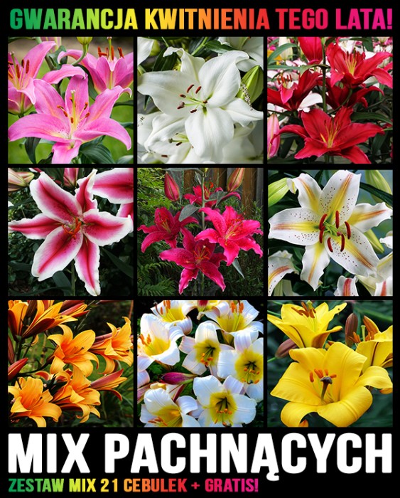 Mix lilii pachnących.jpg