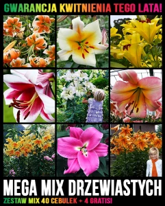 MIX 40 sztuk DRZEWIASTYCH lilii + 4 GRATIS