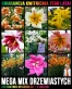 Mega mix lilii drzewiastych.jpg