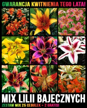 Mix lilii bajecznych 2026.jpg