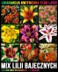 Mix lilii bajecznych 2026.jpg