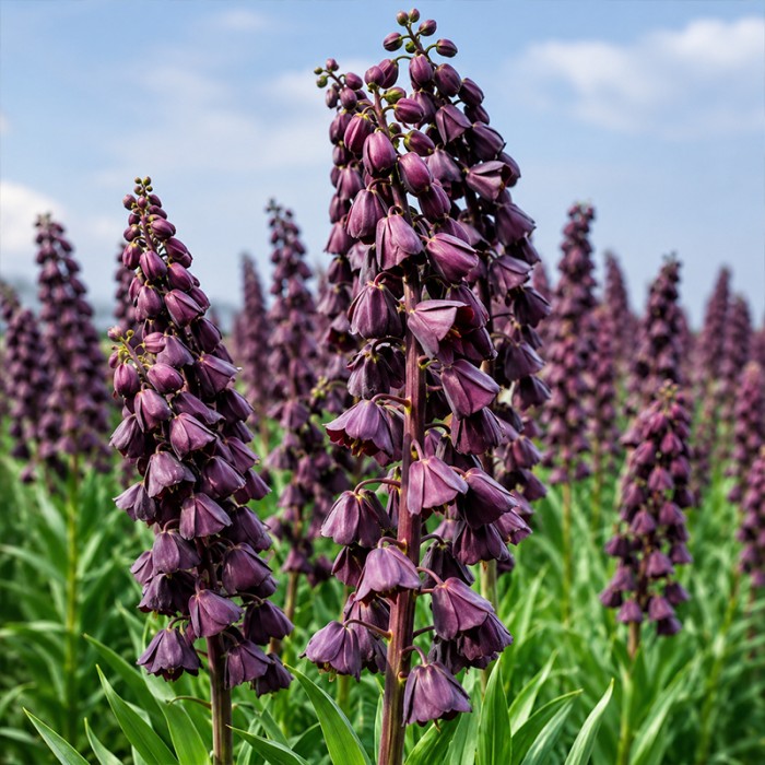 Purple_Favourite.jpg