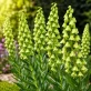 fritillaria persica alba.jpg