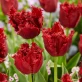 Tulip-Versaci-2.jpg