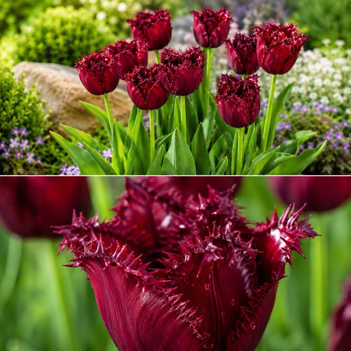 Tulip-Versaci-2-zoom.jpg