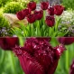 Tulip-Versaci-2-zoom.jpg