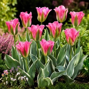 Tulipan 'Pink Artist' (12/+) - 3szt.