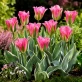 Pink-Artist-3.jpg