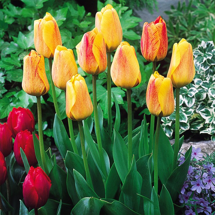 Beauty_of_Apeldoorn_1.jpg