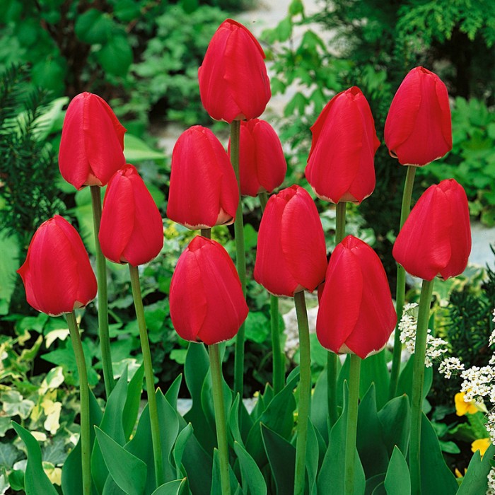Spring_Song.jpg