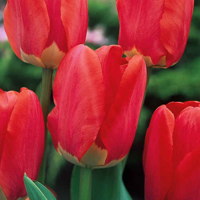 Spring_Song_1.jpg