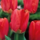 Spring_Song_1.jpg