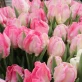 Zambesi_tulip2.png