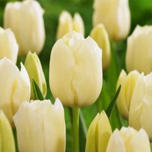 Tulipan 'Tiliro' (12/+) - 5 szt.