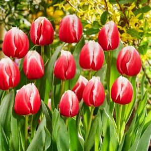 Tulipan strzępiasty 'One Love' - (12/+) - 5szt.