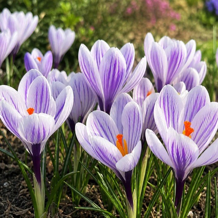 Imperial Purple 1.png