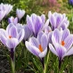 Imperial Purple 1.png
