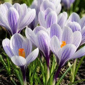 Krokus - 'Imperial Purple' - cebulka (9/+) - 10szt.