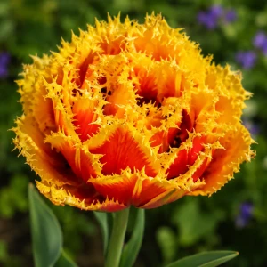 Tulipan pełny strzępiasty 'Baroque Fire' - cebulki (12/+) - 3szt.