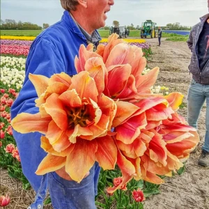Tulipan pełny strzępiasty 'Callahan' - cebulki (11/+) - 3szt. (1)