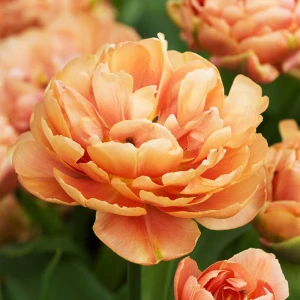 Tulipan pełny 'Copper Image' - cebulki (12/+) - 3szt.