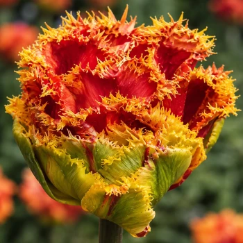 Copperfield tulipa.jpg